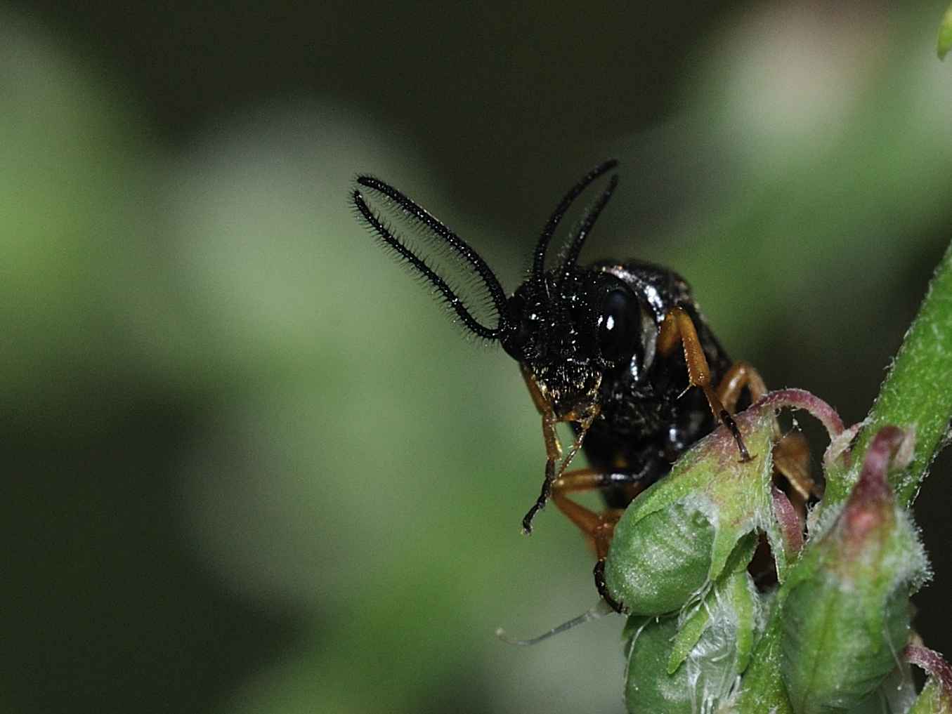 Sterictiphora sp. (Argidae)